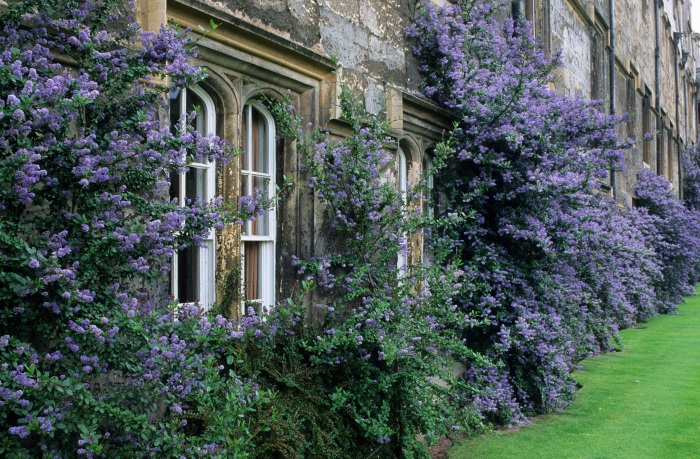 Merton college, Oxford. Ceanothus trained on wall.